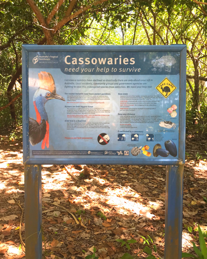 Destination4WD Cape Tribulation