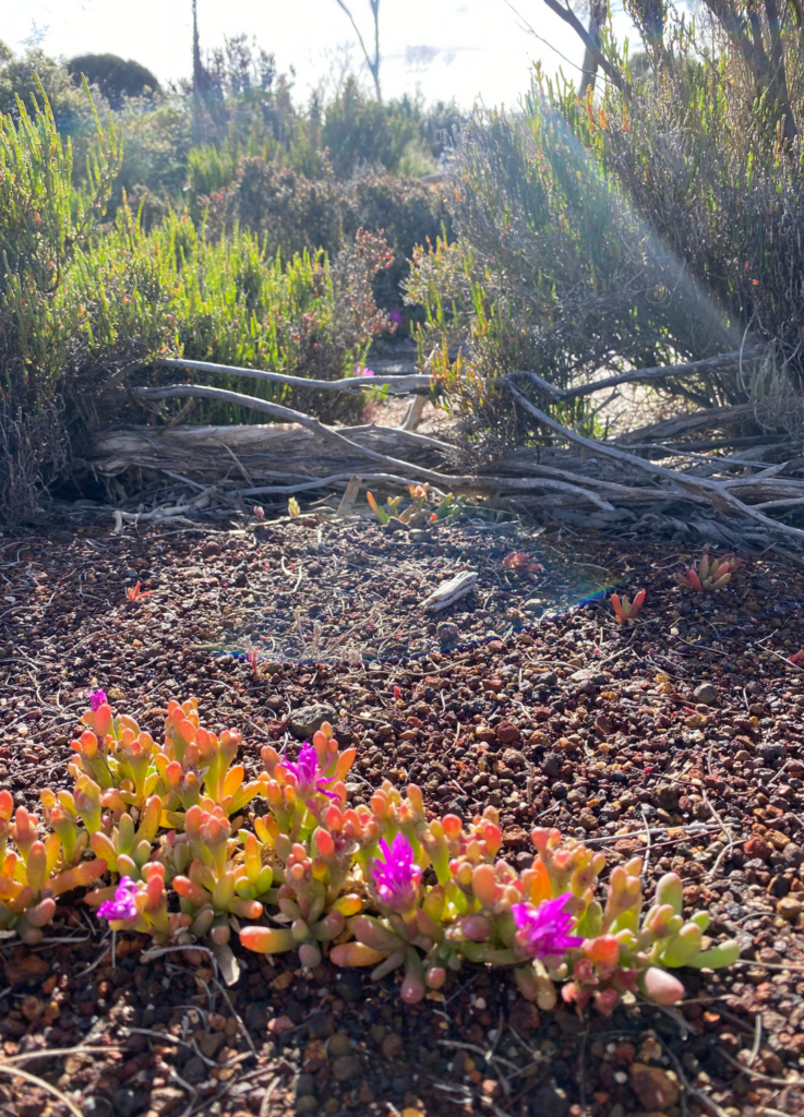 Destination4wd wave rock flowers