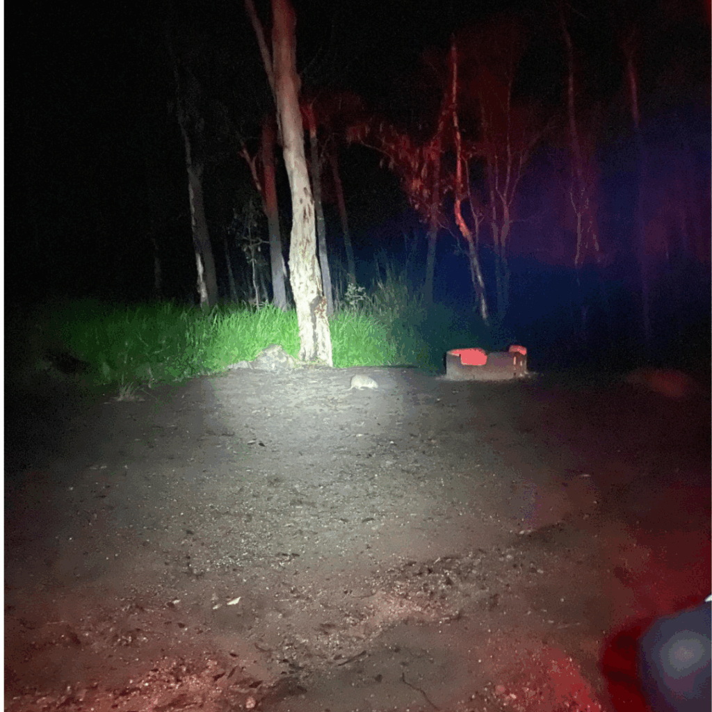 Wildlife while out camping near fire